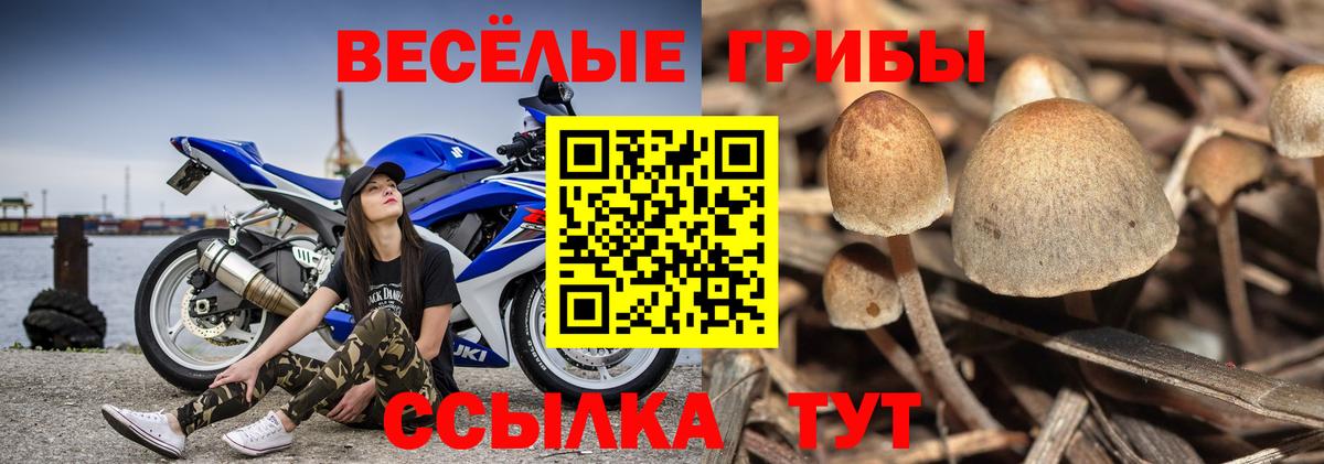 Псилоцибиновые грибы мицелий Баксан